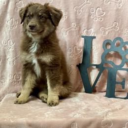 Cocoa Bean - Red tri-color female Australian Shepherd puppy in Rochelle, Illinois from Countryside Kennels and Aussies