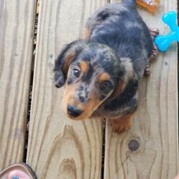 Dachshund Puppies from Chelisa's Dachshunds