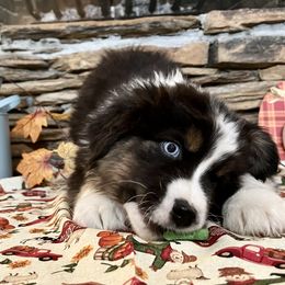 John - Black tri-color male Australian Shepherd puppy in Red Springs, North Carolina from Julia Rose Ranch