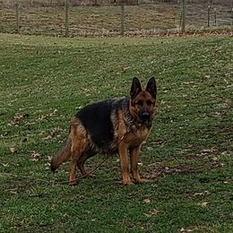Jenny - German Shepherd