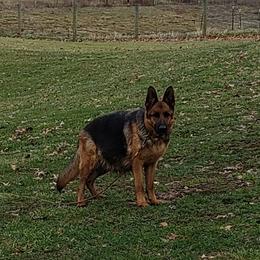 Jenny - German Shepherd