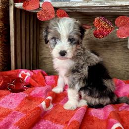 Oliver - Blue merle male Aussiedoodle puppy in Charleston, Arkansas from Lazy S Aussies