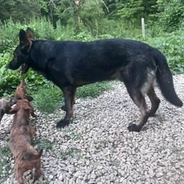 Dachshund and German Shepherd Puppies from Illyria Dox & GSD
