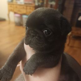 Purple camo collar girl - Silver female Pug puppy in Tacoma, Washington from Precious Princess Pugs