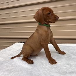German Shorthaired Pointer and Vizsla Puppies from Pilgrims Trails Shorthairs