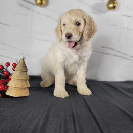 Poodle Puppies from Athena Smiles Standard Poodles