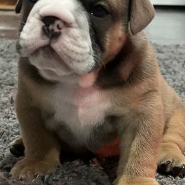 Bulldog Puppies from Average Jo’s  Bulldogs