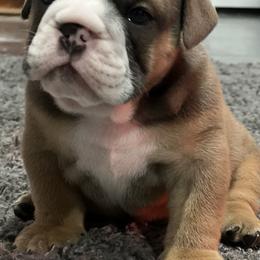 Bulldog Puppies from Average Jo’s  Bulldogs