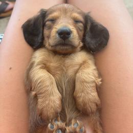 Phillip-AKC . PRA clear - Red male Dachshund puppy in Dover, Oklahoma from Freckles and Furballs