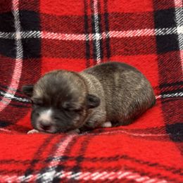 Amelia - Brindle and white female American Corgi puppy in Washington, Arkansas from Foxy Knoll Farm