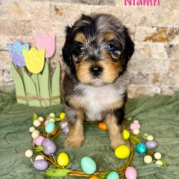 Niamh - Merle female Bernedoodle puppy in Midland, Michigan from Northern Charm Farm