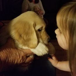 Golden Retriever Puppies from A Golden Paradise