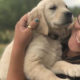 Golden Retriever Puppies from Brightside Goldens