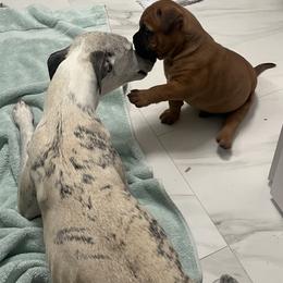 Bullmastiff Puppies from Meteora Bullmastiffs