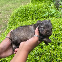 Leo - Liver male Miniature Schnauzer puppy in San Antonio, Texas from Genesis Tiny Schnauzers