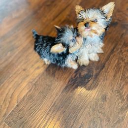 Yorkshire Terrier Puppies from Sophea Cheth's Yorkshire Terriers