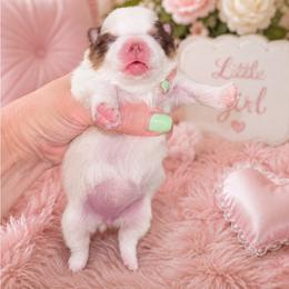 Libby  liberty - Tri-colored female Pomeranian puppy in Fayetteville, North Carolina from Tar-heel Poms