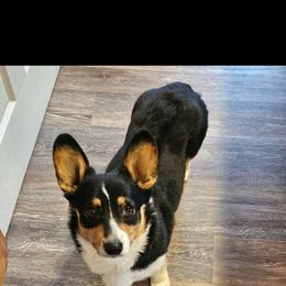 Molly - Pembroke Welsh Corgi