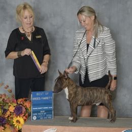 German Shepherds and Miniature Bull Terriers from Romp N' Run Ranch