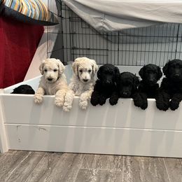 Poodle Puppies from Tyler Family Poodles
