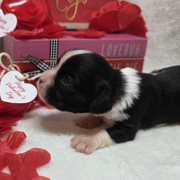Girl 3 - Black and white female Cavalier King Charles Spaniel puppy in Stilwell, Oklahoma from Love Bug Cavaliers