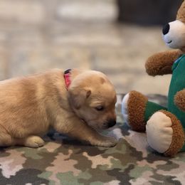 Labrador Retriever Puppies from Central Texas Labs