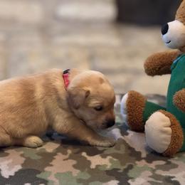 Labrador Retriever Puppies from Central Texas Labs