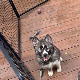Leia - Black and white female Siberian Husky puppy in Upton, Massachusetts from Toe Bean Huskies