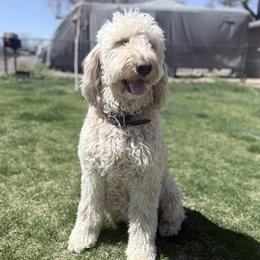 Jessie - Goldendoodle
