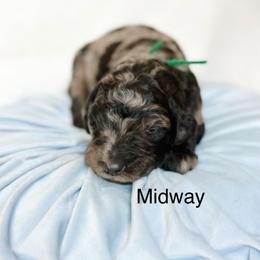 Midway - Merle male Goldendoodle puppy in Pasco, Washington from Camp Doodle Woods