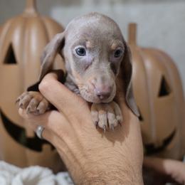 Girl 3 - Fawn (Isabella) female Dachshund puppy in Jurupa Valley, California from Divine Doxies