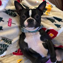 Rex - Black brindle and white male Boston Terrier puppy in Covington, Georgia from Tuxedo Bostons of Atlanta