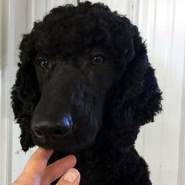 Poodles from AMBer Pines Farm