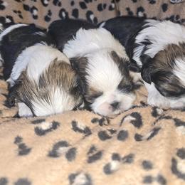 Cane Corso and Shih Tzu Puppies from Hardradas Dynasty Kennel