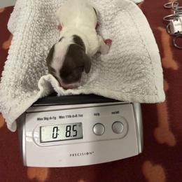 Big girl - girl 2 - Piebald female Dachshund puppy in Irving, Texas from DFW Dachshunds by G & S