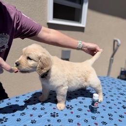 Boy 2 - Navy-Black - Light golden male Golden Retriever puppy in Mc Minnville, Tennessee from Wishaw Whisky Golden Retrievers