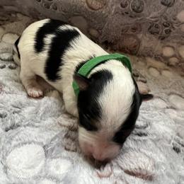 Biewer Terrier Puppies from Moonshadow Biewer Terriers