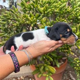 Puppy 3 - Piebald male Dachshund puppy in Riverside, California from Saddle Up Dachshunds