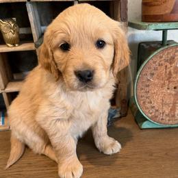 Fern - Golden female Golden Retriever puppy in Colville, Washington from Columbia Ridge Goldens