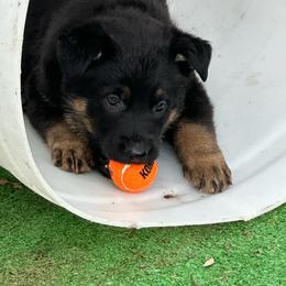 Red - Black and tan female German Shepherd puppy in Winters, California from Vom Haefner German Shepherds