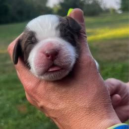 Chartreuse(neon) collar - White and liver male English Springer Spaniel puppy in Sterling, Michigan from Springerdoodles In MI