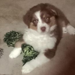 Girl 3 - Red tri-color Australian Shepherd puppy in North Jackson, Ohio from Shadowood Australian Shepherds