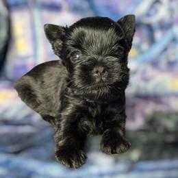Siren - male Russian Salon Dog puppy in Kendallville, Indiana from Yorkies Kisses/Rusalka Siren Song