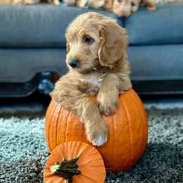 Goldendoodles from Celestial Doodles