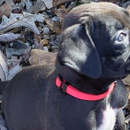 Red - Brindle Boxer puppy in Franklin, Georgia from Lakeside Kennels of Franklin