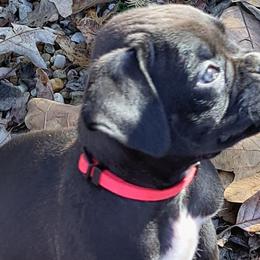 Red - Brindle Boxer puppy in Franklin, Georgia from Lakeside Kennels of Franklin