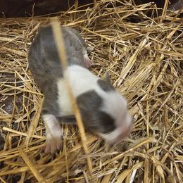 Boy 3 - Blue American Bully puppy in New Effington, South Dakota from Shane's Pups