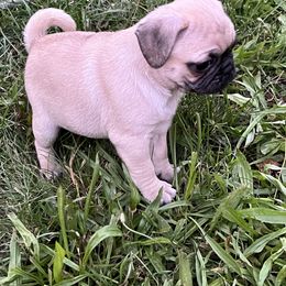 Pug Puppies from Pam’s Perfect Pugs