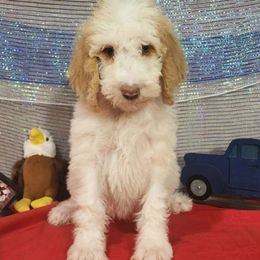 Freedom - Labradoodle puppy from Oodles of poodles and doodles