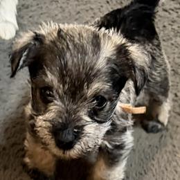 Light pink - Salt and pepper female Miniature Schnauzer puppy in Hiddenite, North Carolina from Beyond Blessed Pawz